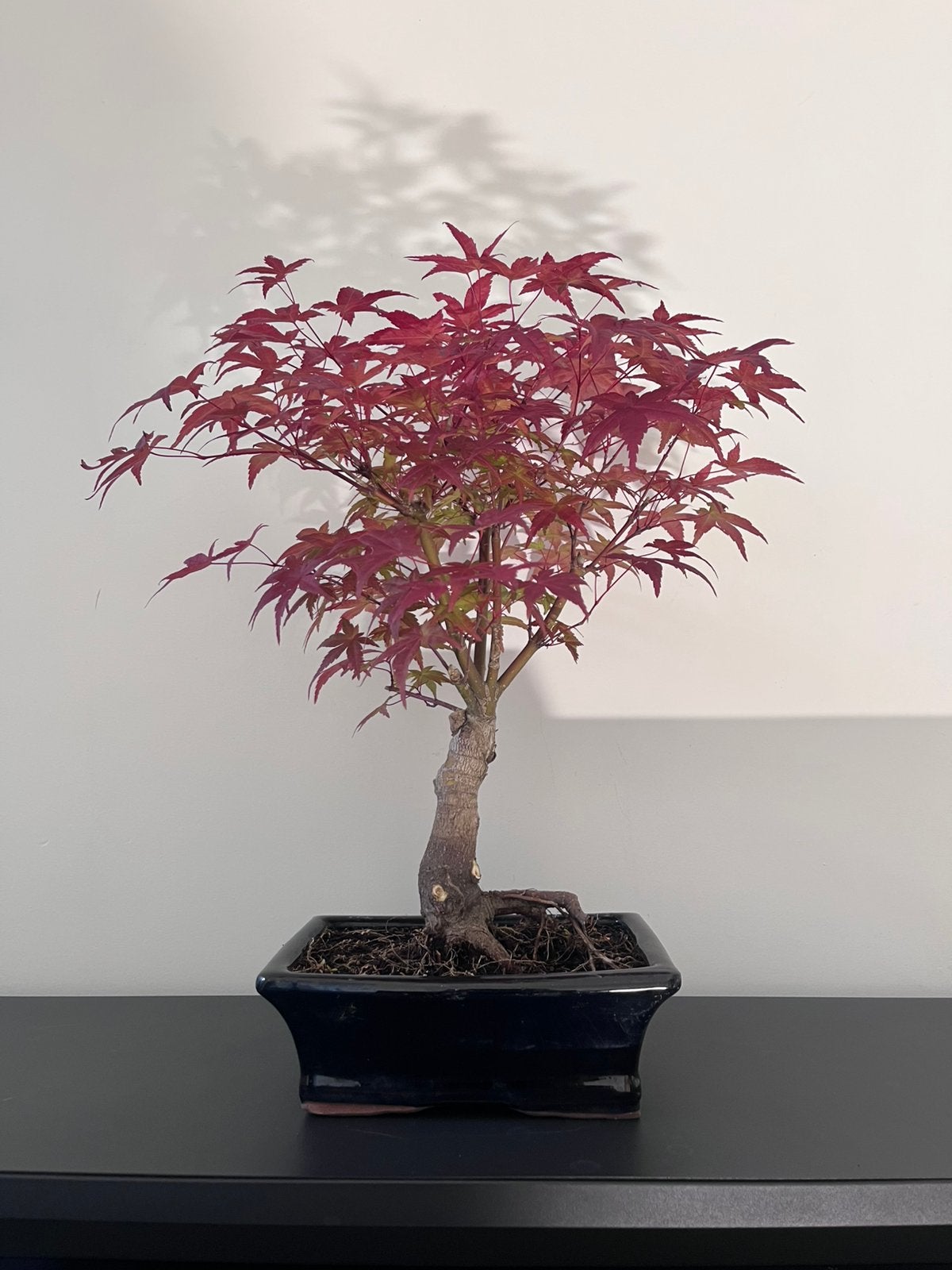 Acer Deshojo bonsai, Enlèvement