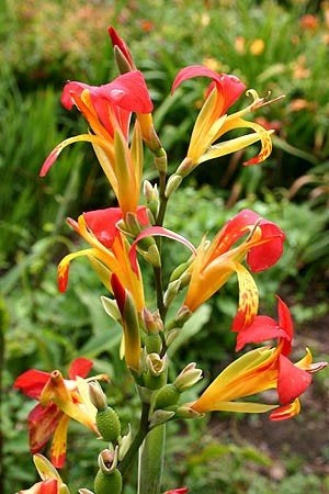 Canna brasiliensis, Tuin en Terras, Ophalen, Knol