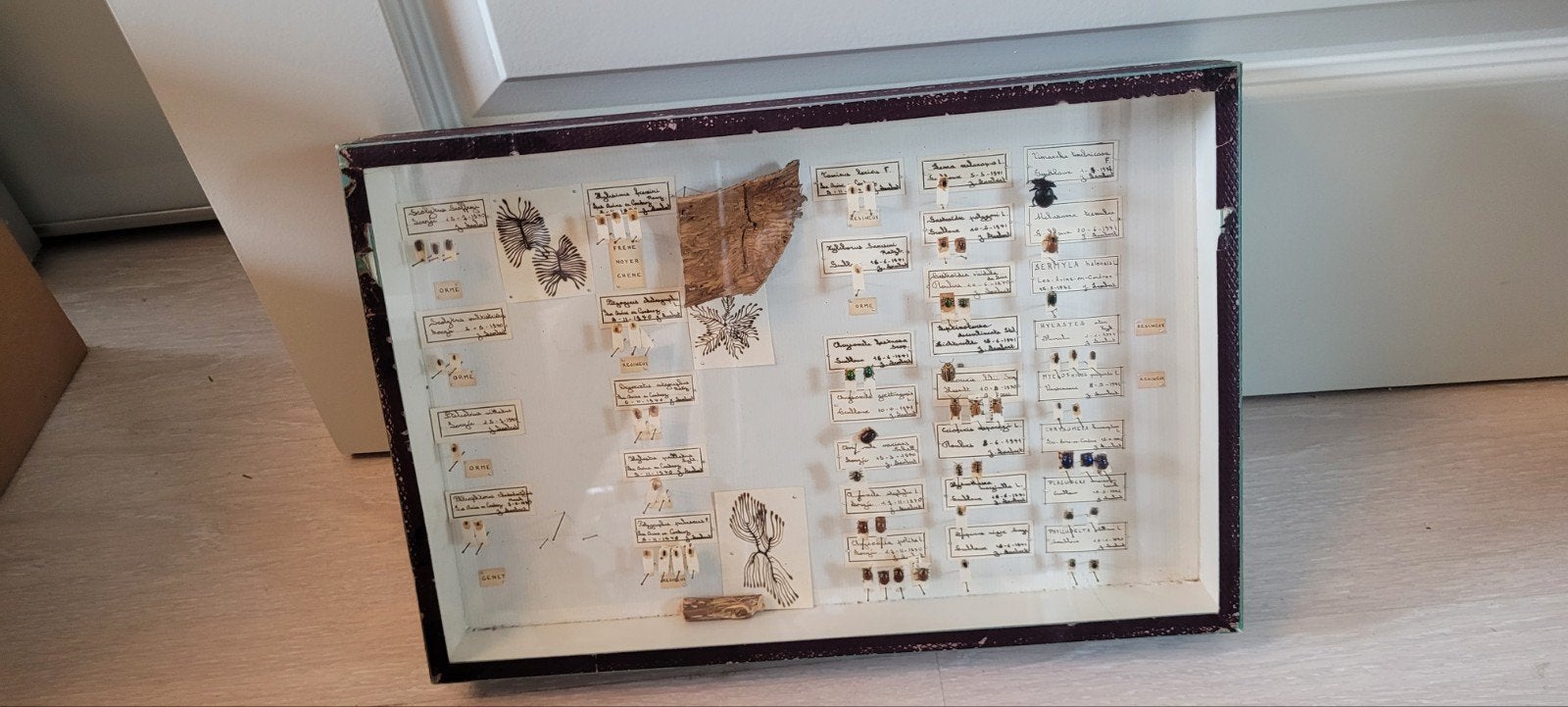 Taxidermie houtinsecten in kast, Verzamelen, Dierenverzamelingen, Ophalen