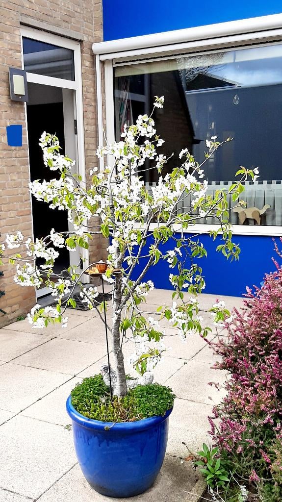 Gezonde Kersenboom ( zoete kers ) in blauwe Aziatische pot, Tuin en Terras, Ophalen, Lente, Volle zon, Kersenboom