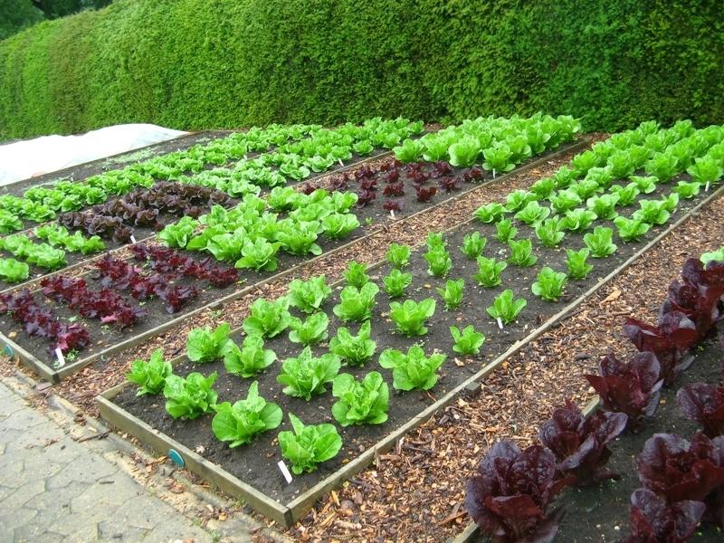 Stro stalmest leveren, Tuin en Terras, Aarde en Mest, Mest, Ophalen