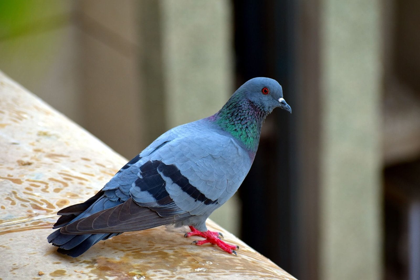 Op zoek naar gratis (verwilderde) duiven, Animaux & Accessoires, Oiseaux | Oiseaux Autre