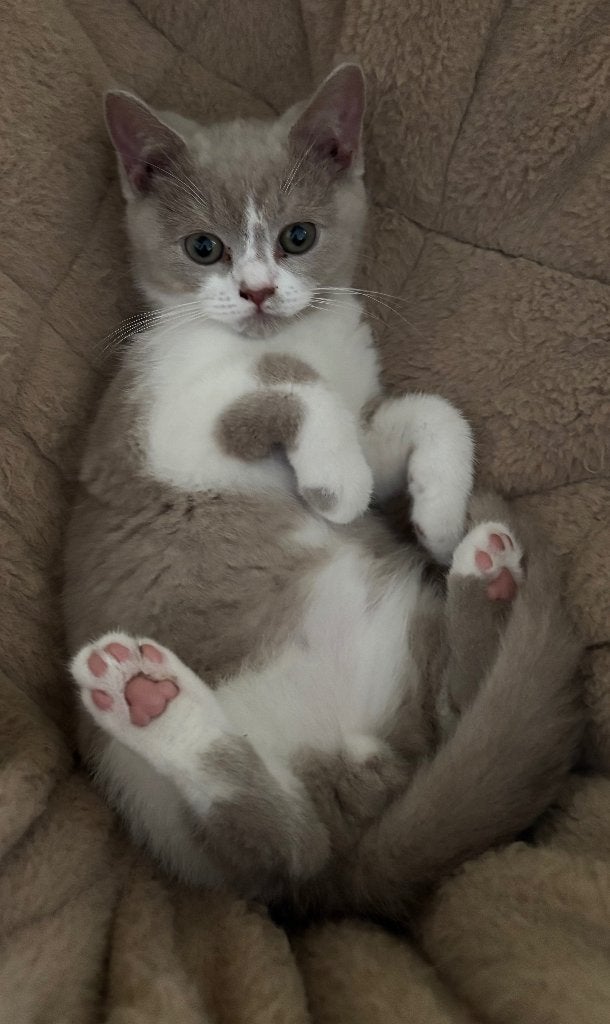 Brits korthaar kittens, Meerdere dieren, Gechipt, 0 tot 2 jaar