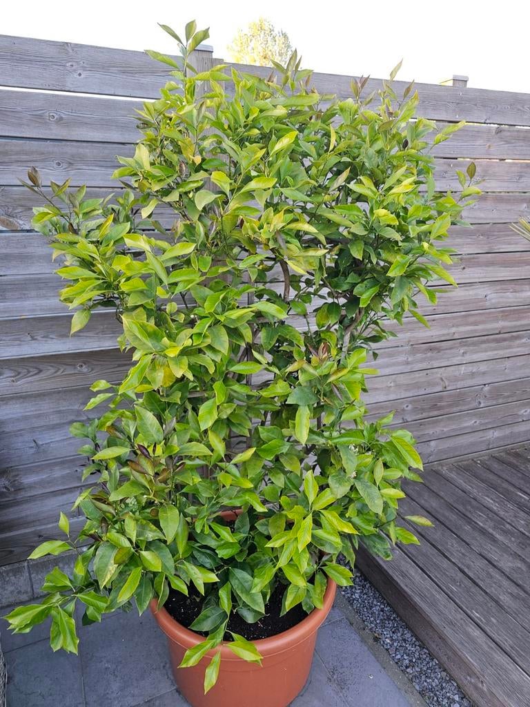Grote Citrus boom van 1m95 hoog !!, Tuin en Terras, Ophalen