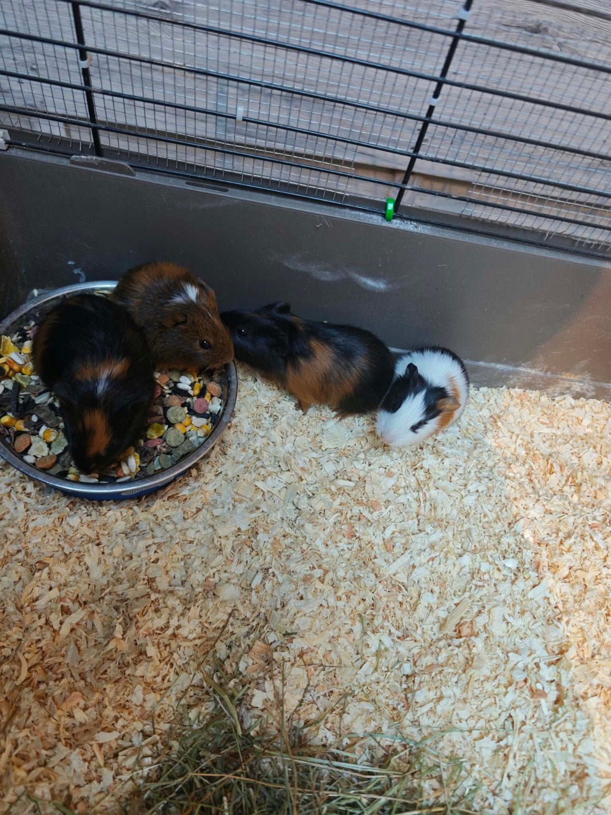 cavia jongskes, Dieren en Toebehoren, September, Meerdere dieren, Cavia