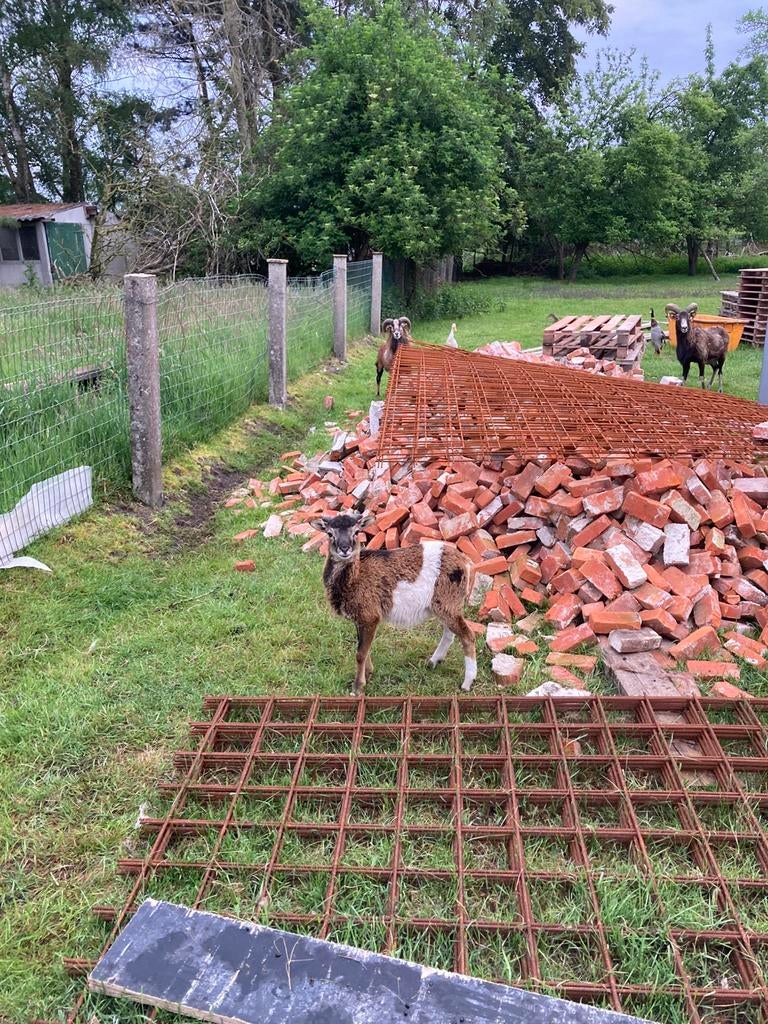 Zelfruiende ram, Dieren en Toebehoren