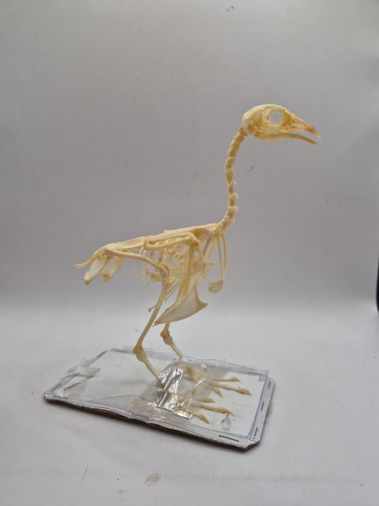 Volledig skelet van Coturnix, Ophalen of Verzenden