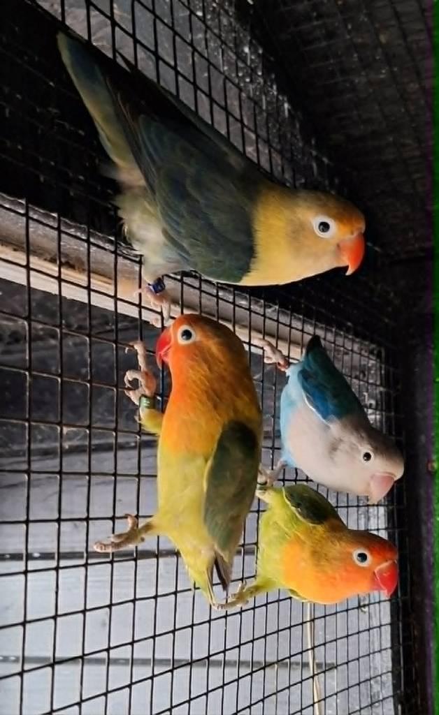 agapornis fischeri dwergpapegaai, Dieren en Toebehoren, Vogels | Parkieten en Papegaaien, Geslacht onbekend, Dwergpapegaai of Agapornis