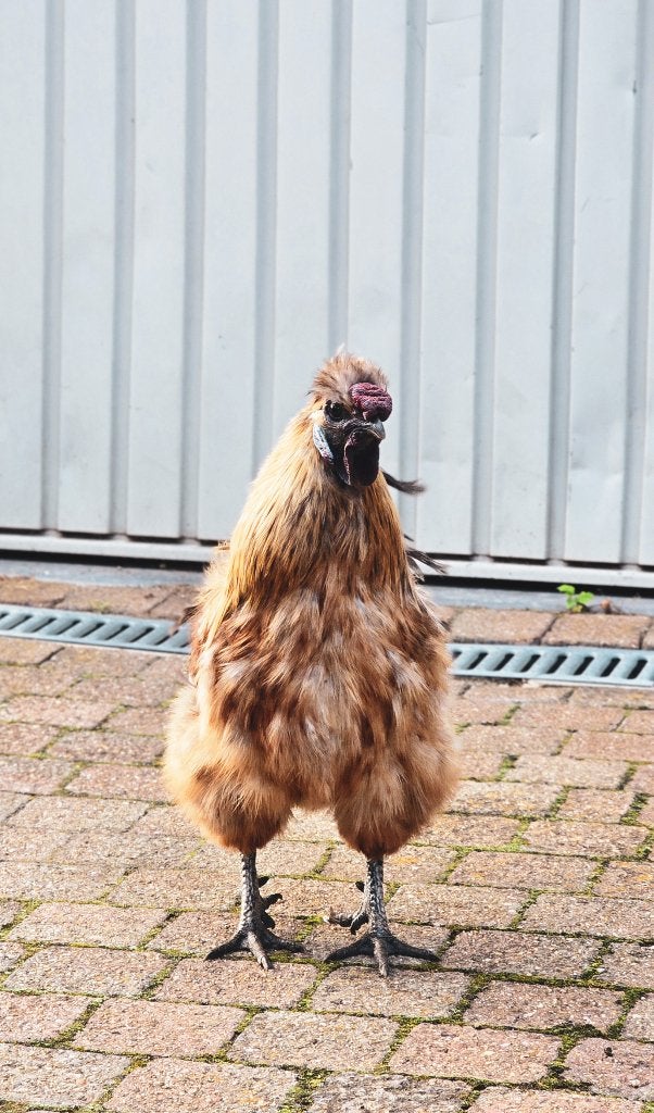 Zijdehoen haan bruin, Dieren en Toebehoren, Pluimvee, Kip