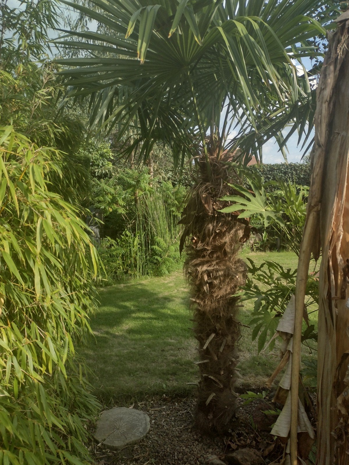 grote palmboom Fortunae, Jardin & Terrasse, Plantes | Arbres, Enlèvement, Palmier