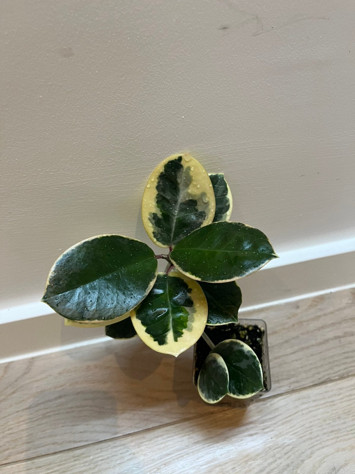 Hoya Australis Albomarginata, Maison & Meubles, Plantes d'intérieur, Envoi