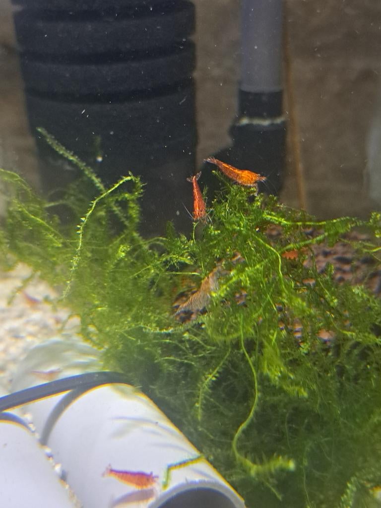 Neocaridina rouge crevettes aquarium., Animaux & Accessoires, Poissons | Aquariums & Accessoires, Enlèvement
