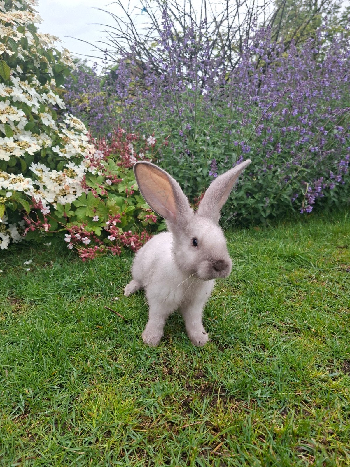 Duitse reus ram, Dieren en Toebehoren, Konijnen, Mannelijk, Groot, 0 tot 2 jaar