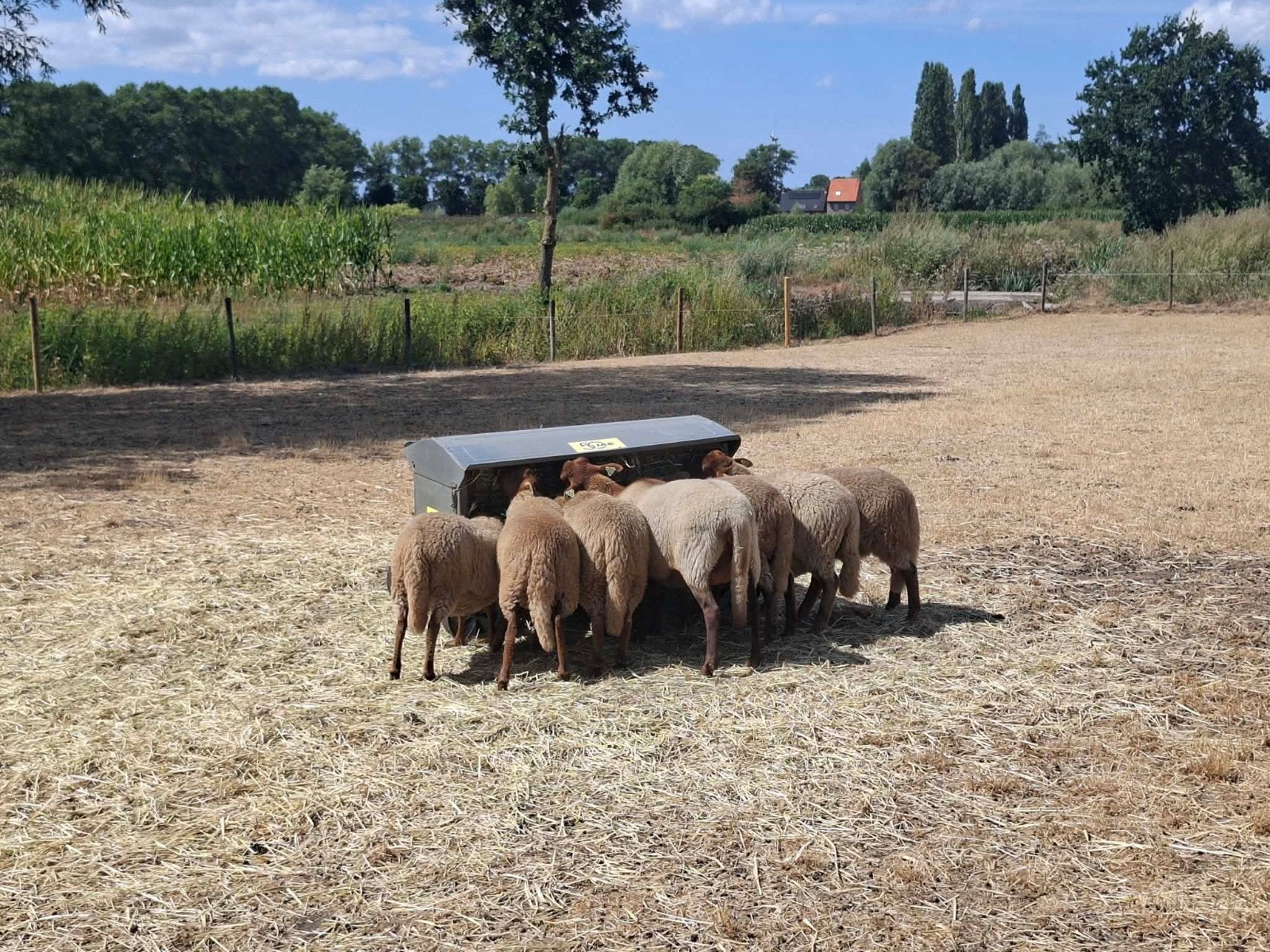 Ardense Voskop lammeren te koop, Dieren en Toebehoren, Schapen, Geiten en Varkens, Mannelijk, Schaap, 0 tot 2 jaar