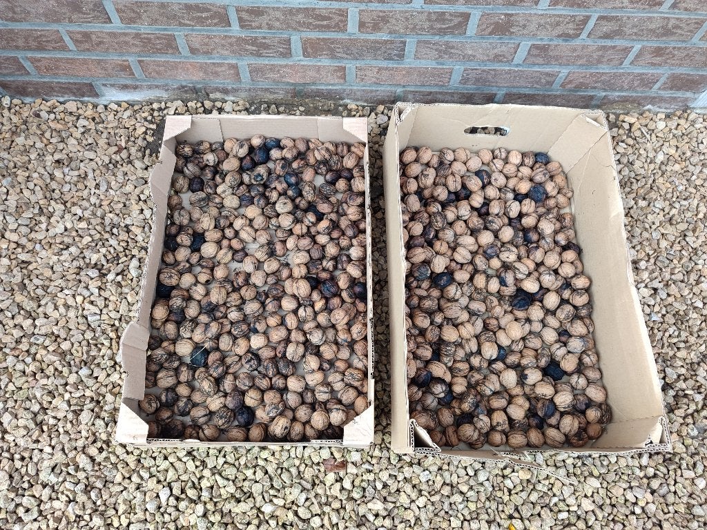 Okkernoten, Diversen, Ophalen