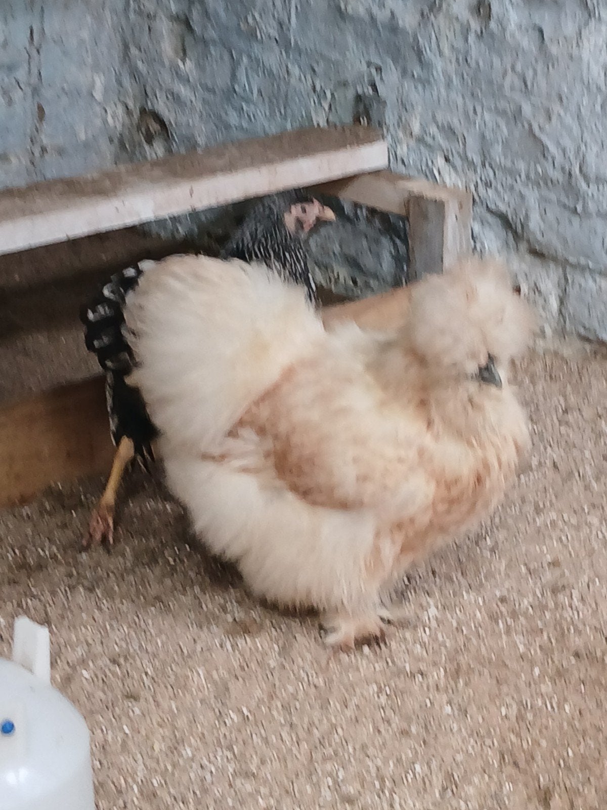 Zijdehoen hennen, Dieren en Toebehoren, Pluimvee