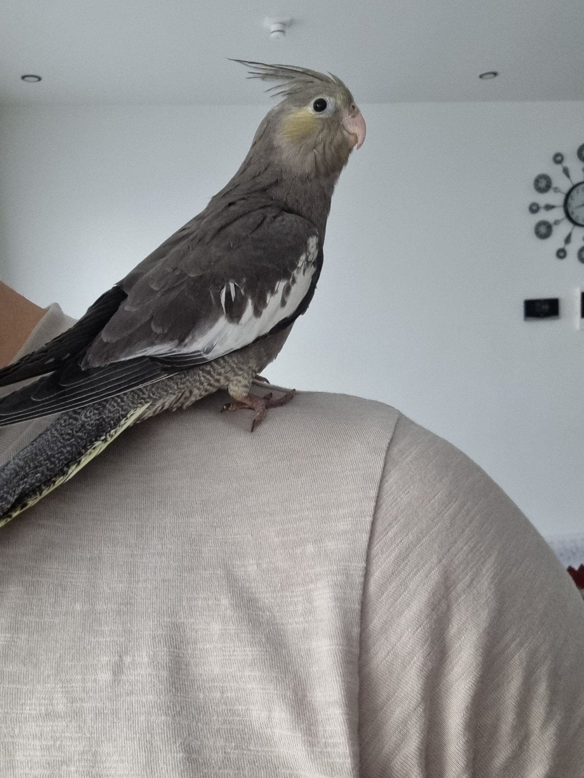 Half tamme valkparkiet €50‼️, Dieren en Toebehoren, Vogels | Parkieten en Papegaaien, Geslacht onbekend, Parkiet, Geringd