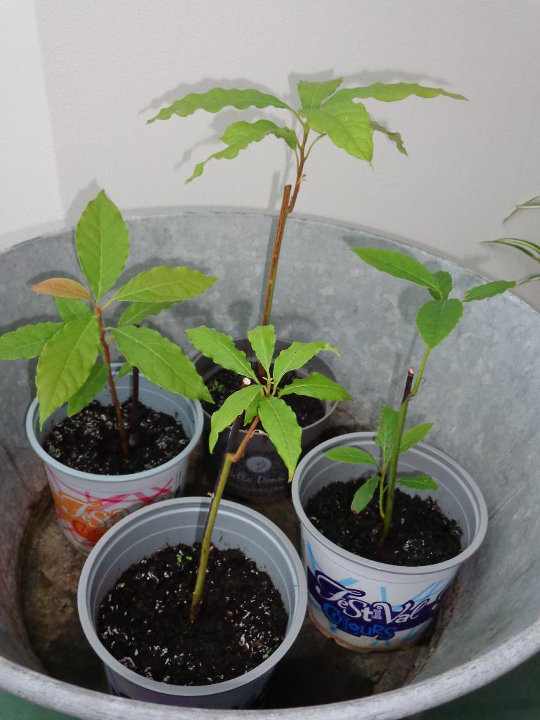 avocatier - jeune plant : de 20 cm à 50 cm (au choix), Jardin & Terrasse, Plantes | Arbres, Arbre à bulbes, Moins de 100 cm, Ombre partielle