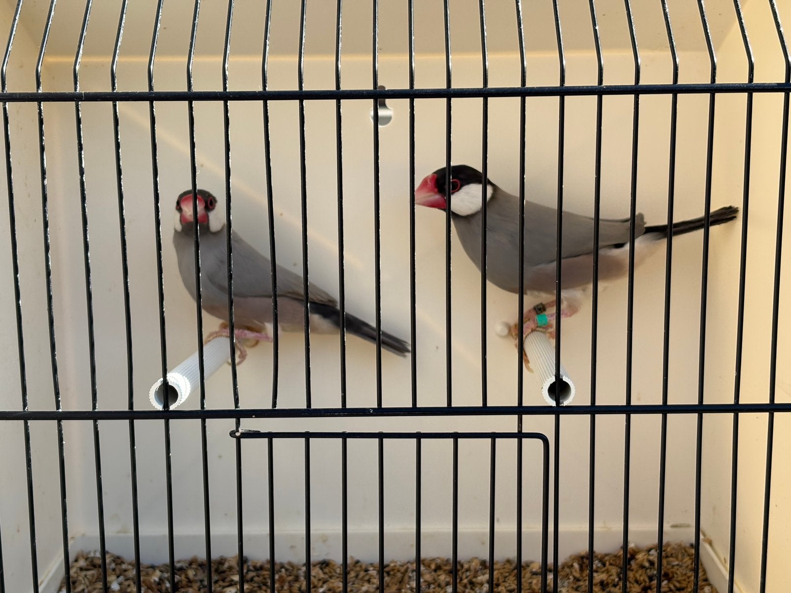rijstvogels, Plusieurs animaux, Oiseau tropical, Bagué