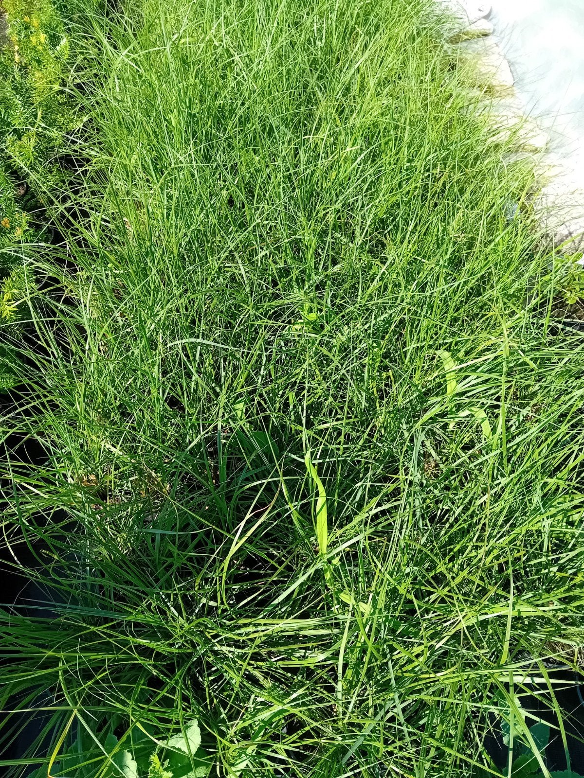 Lampenpoetsergras, Tuin en Terras, Ophalen