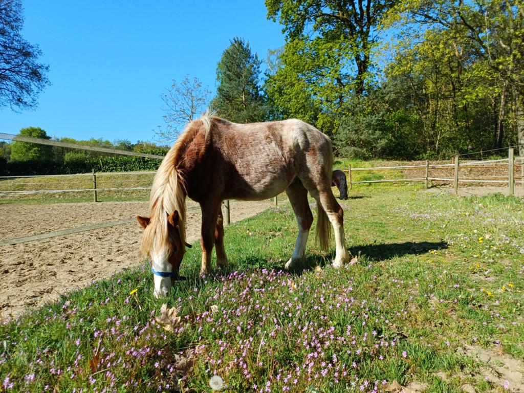 Welsh Ruin 2 jaar B-pony, Animaux & Accessoires, Poneys, Poney B (1.17 m à 1.27 m), Hongre, Ne s'applique pas, 0 à 2 ans