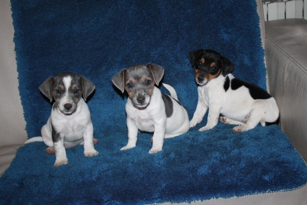jack russell pups, Dieren en Toebehoren, Honden | Jack Russells en Terriërs, Teef, Jack Russell Terriër, Fokker | Hobbymatig, Meerdere