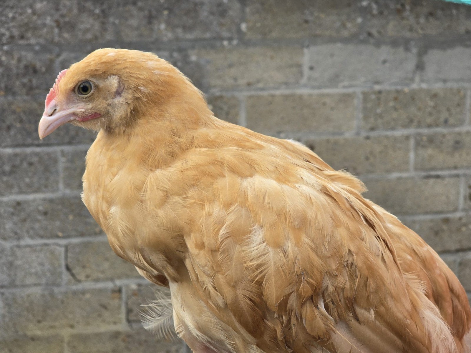 Orpington buff kuikens, Dieren en Toebehoren, Meerdere dieren, Kip