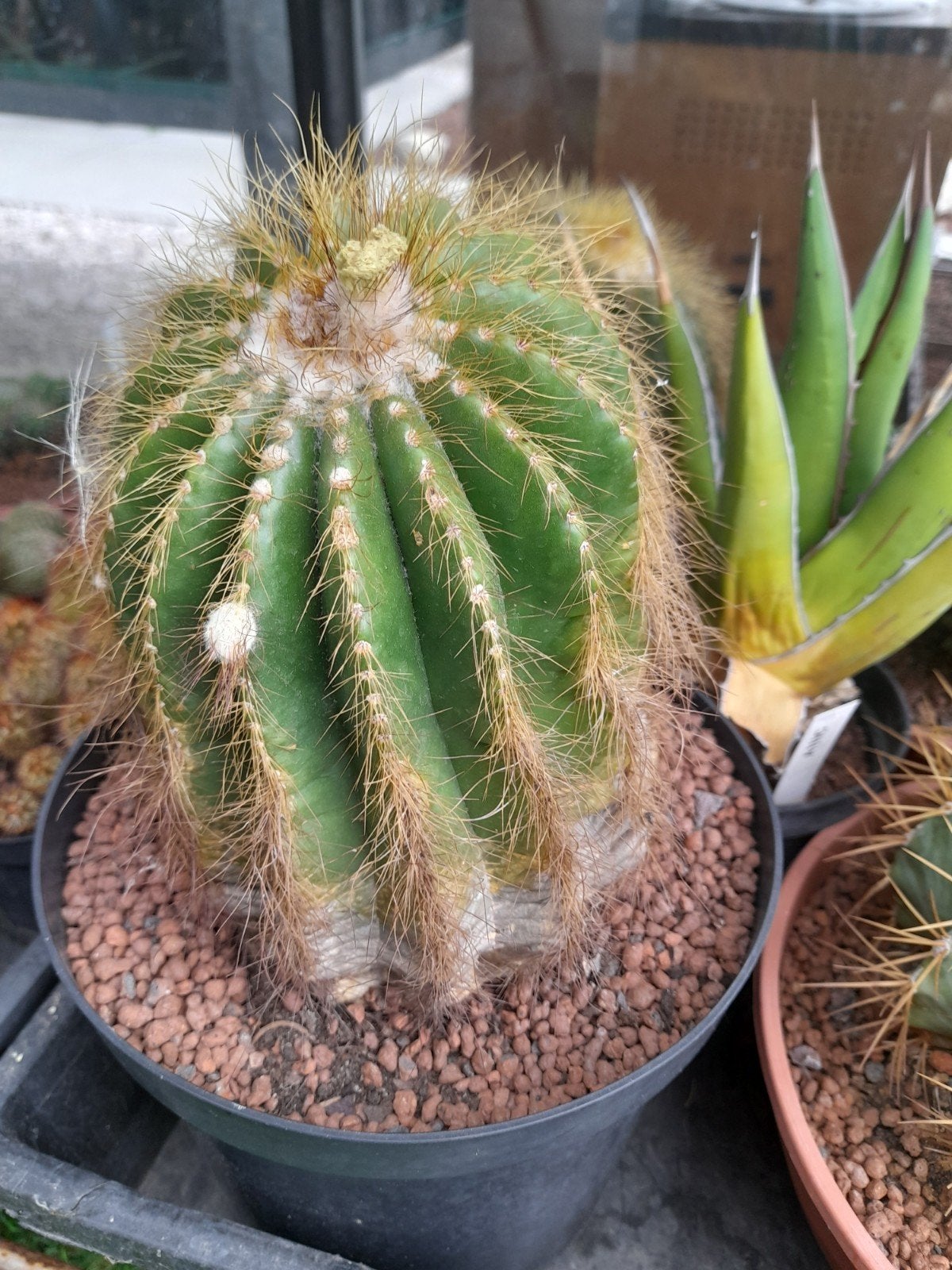 4 cactussen., Tuin en Terras, Planten | Tuinplanten, Ophalen, Lente, Volle zon
