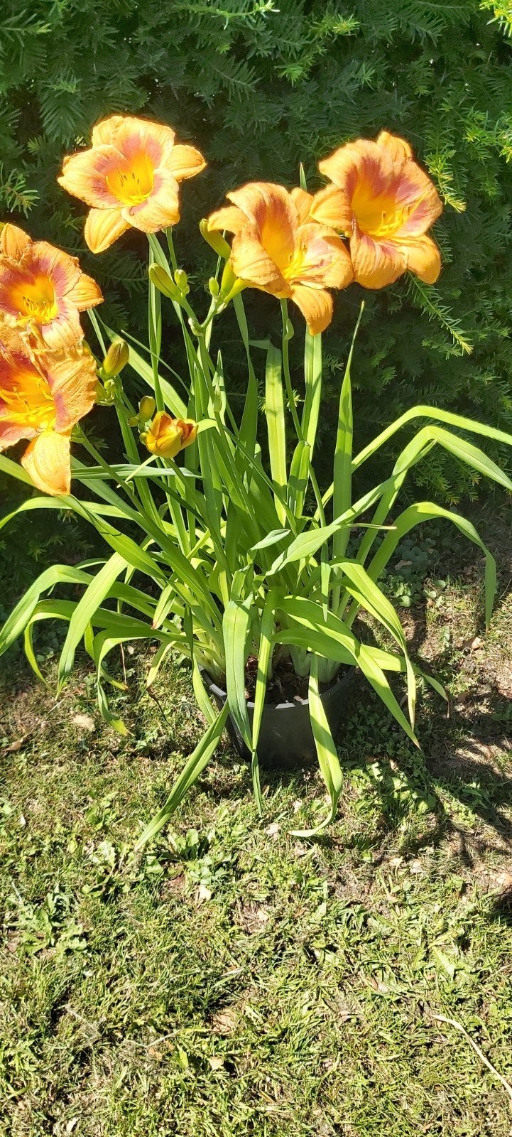 Hemoricalis of eendagslelie, Ophalen, Vaste plant