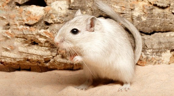 Koppel gerbils met kooi en veel toebehoren, Dieren en Toebehoren, Knaagdieren, Mei