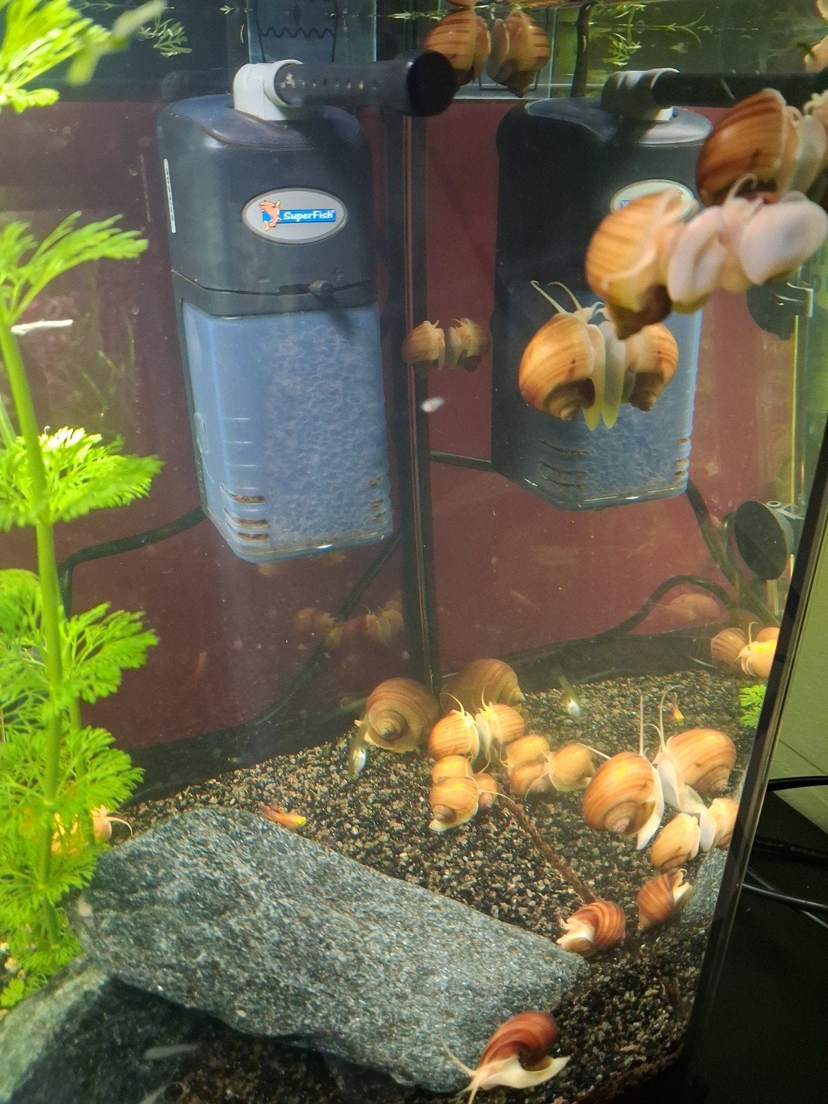 Appelslakken, Animaux & Accessoires, Poissons | Poissons d'aquarium