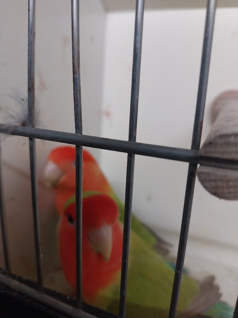 Parkieten, Meerdere dieren, Dwergpapegaai of Agapornis