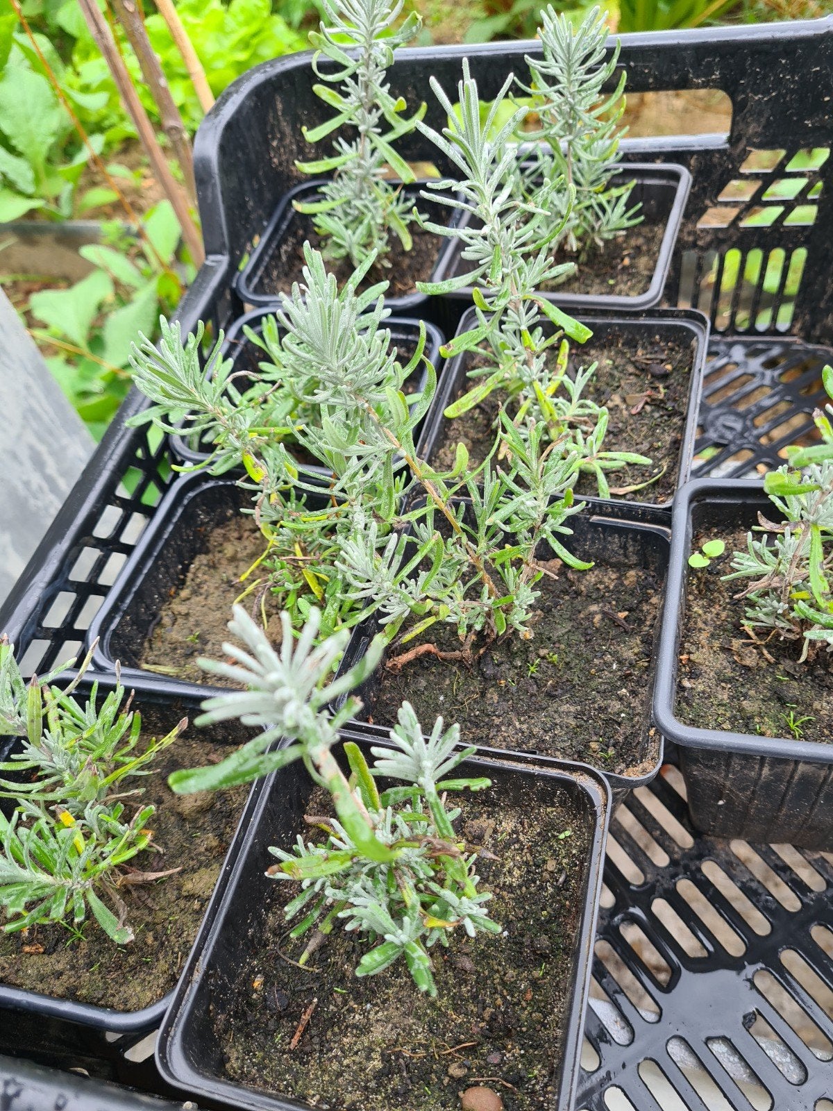 lavendelplantjes, Ophalen, Vaste plant