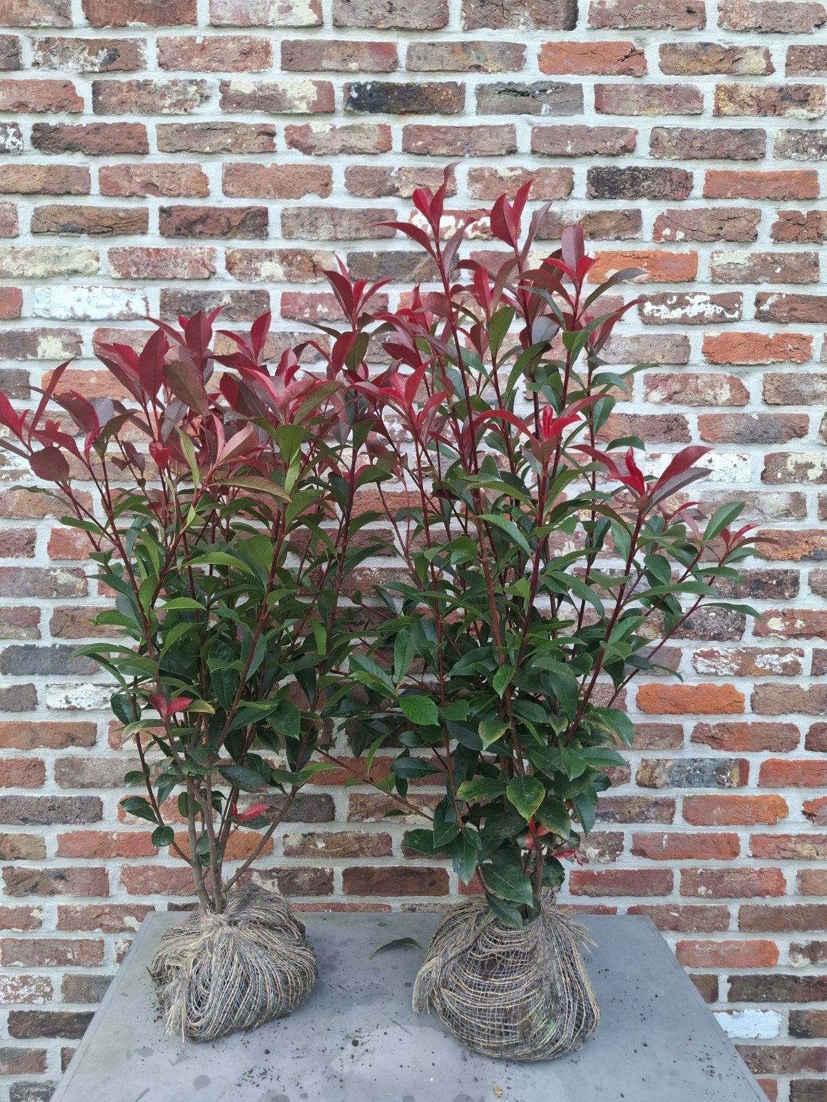 photinia 'Carré rouge'  60-80 cm, Tuin en Terras, Ophalen