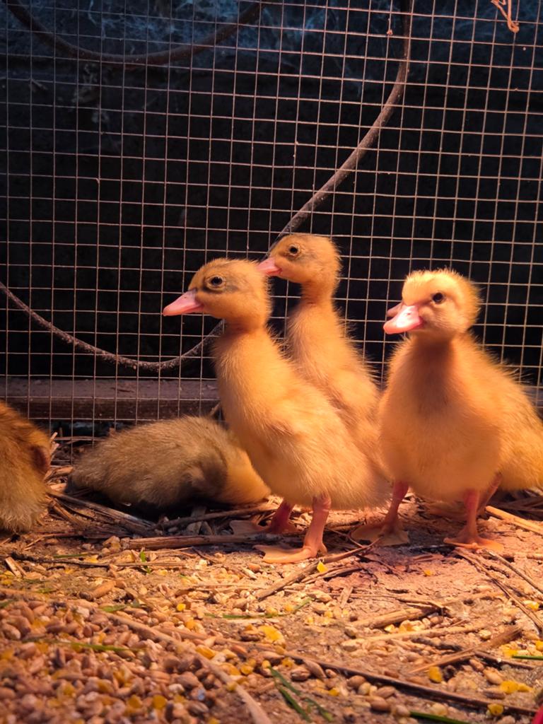 Eenden kuikentjes, Meerdere dieren, Eend