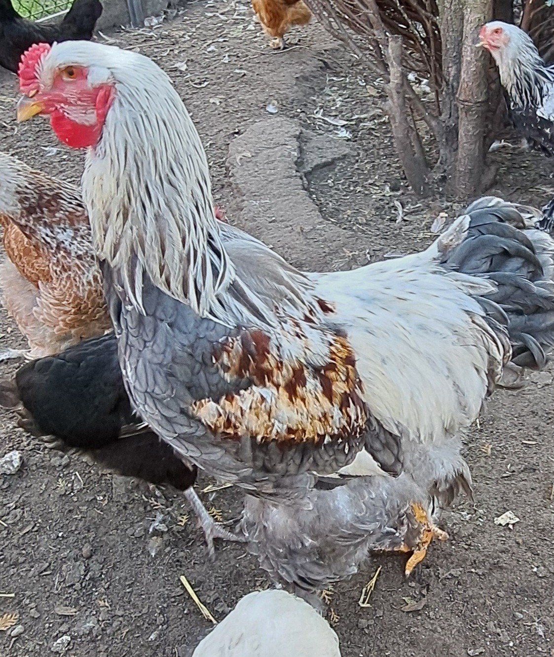 Brahma jongz haan, Dieren en Toebehoren, Mannelijk, Kip