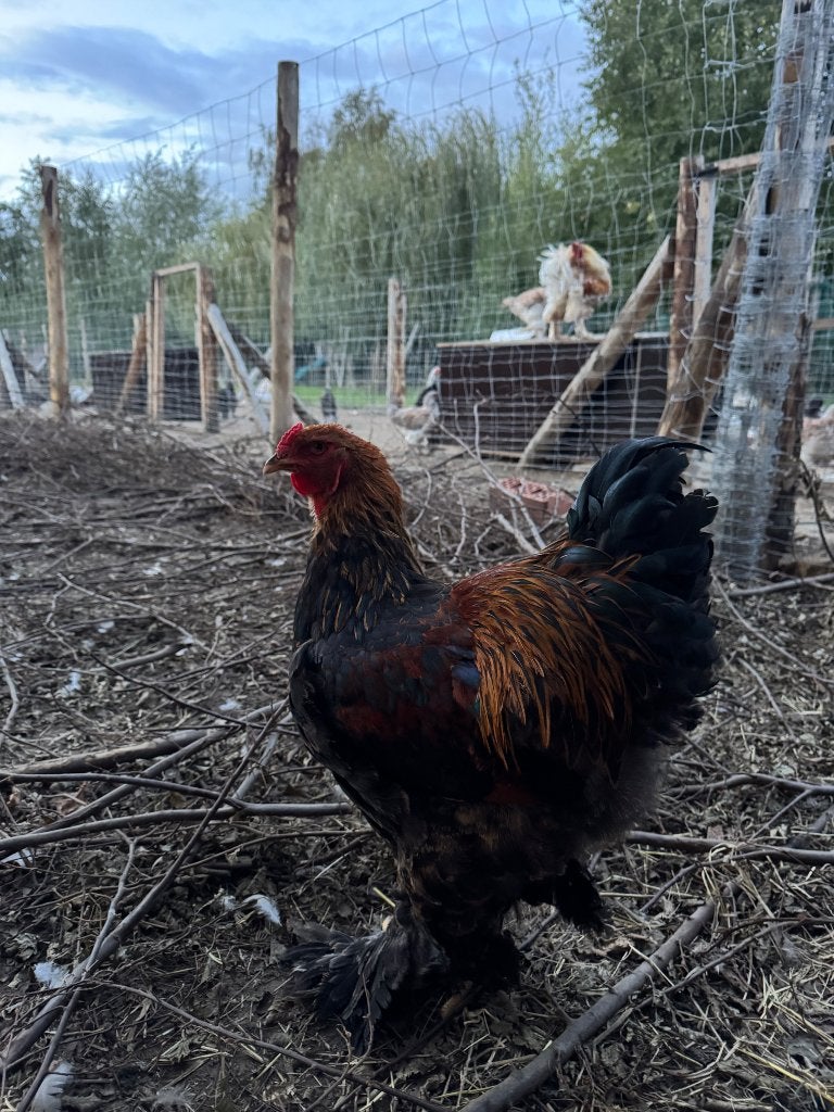 Prachtige jonge groothoenders goudpatrijshanen, Meerdere dieren, Kip