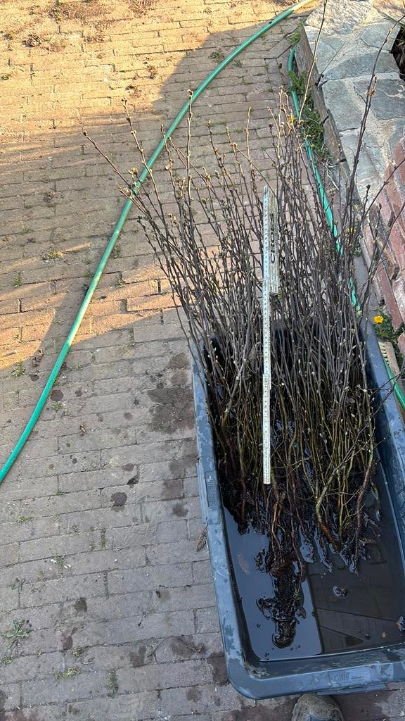 Groene haagbeuk, Tuin en Terras, Planten | Bomen, Ophalen