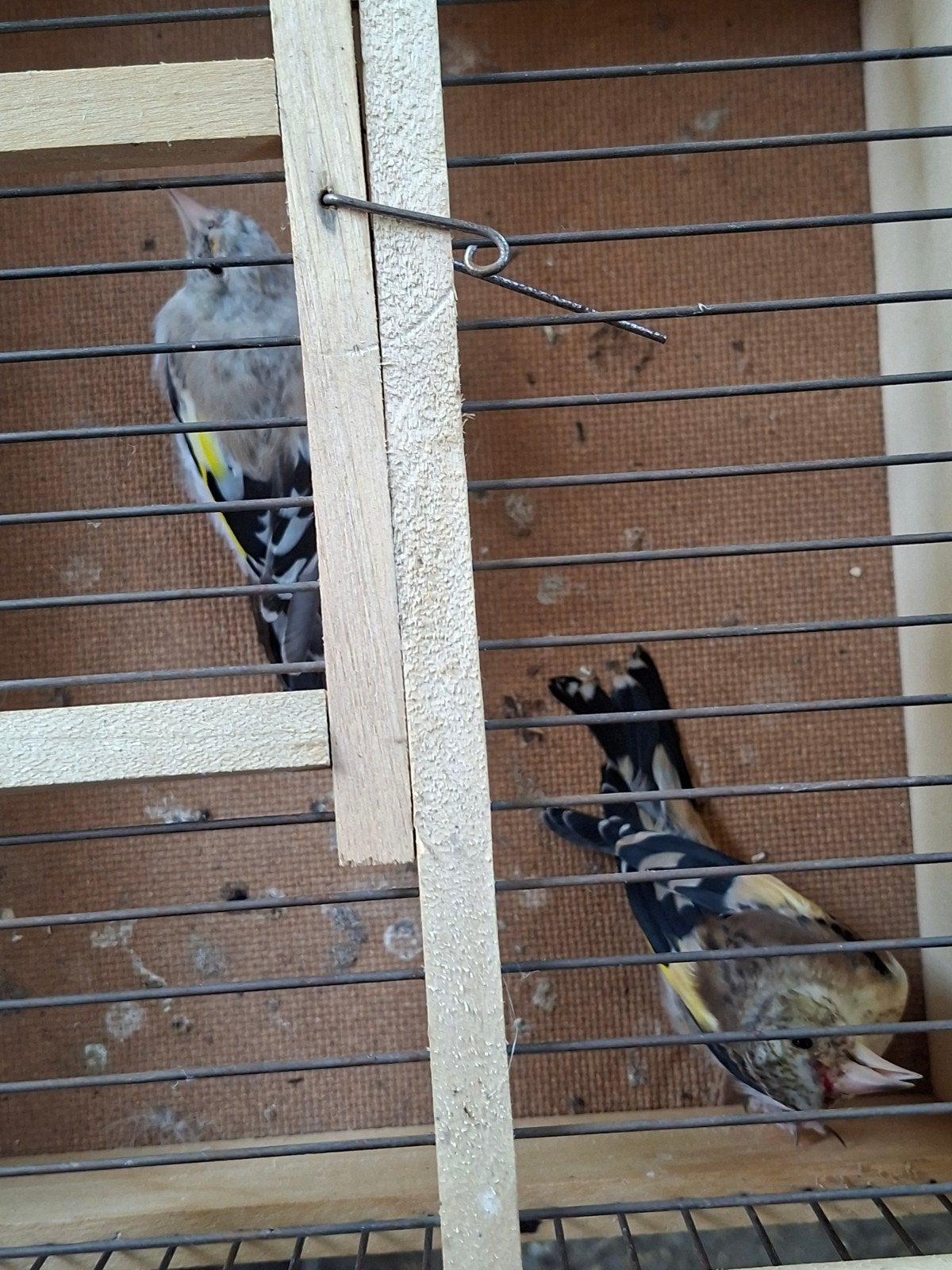 2 jonge putters te koop / keuze uit 4, Animaux & Accessoires, Bagué