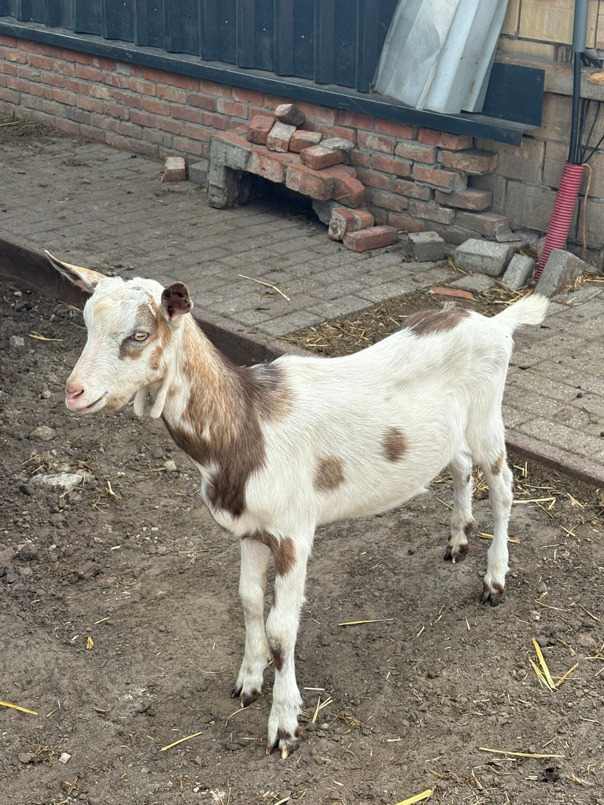 Tamme geite bok, Dieren en Toebehoren, Schapen, Geiten en Varkens