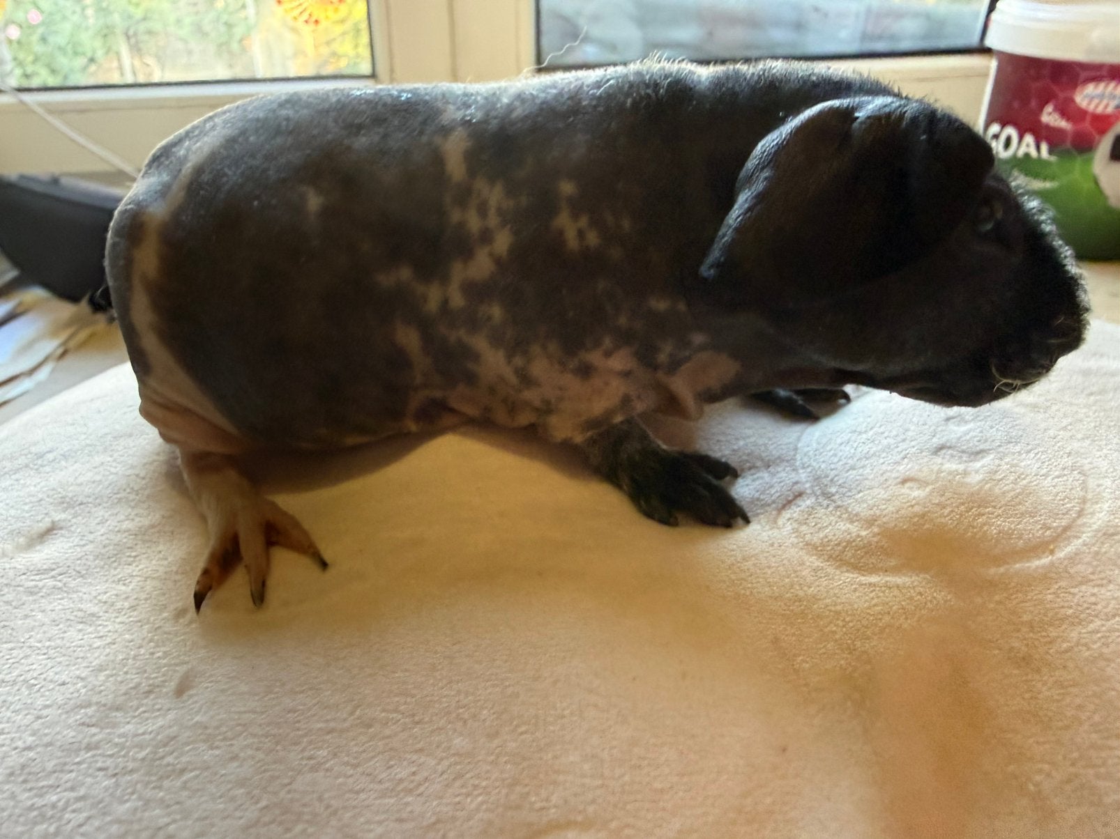 Skinny cavia beertje, Animaux & Accessoires, Août, Mâle, Domestique, Cobaye