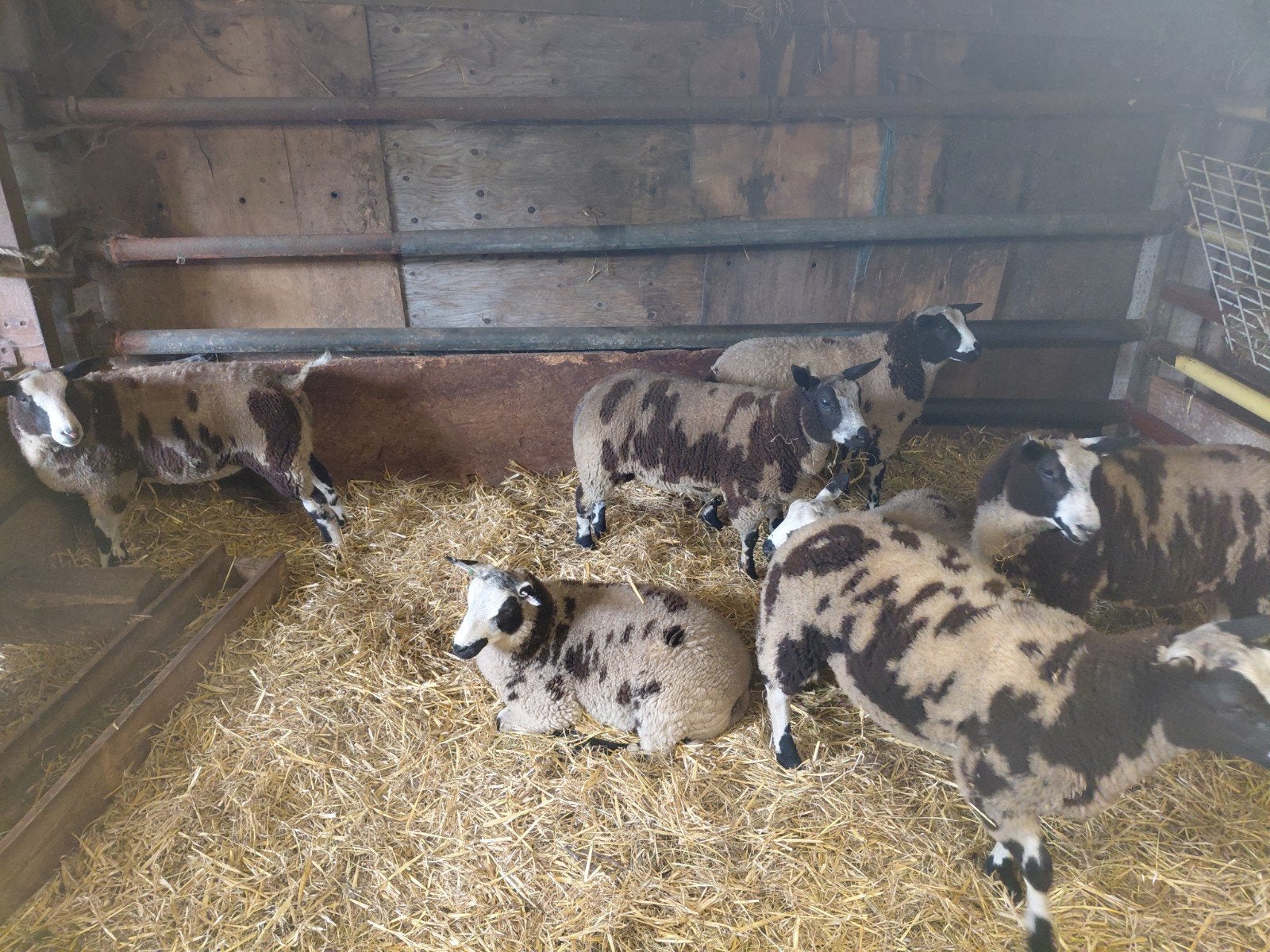 Jonge rammen, Dieren en Toebehoren, Schapen, Geiten en Varkens