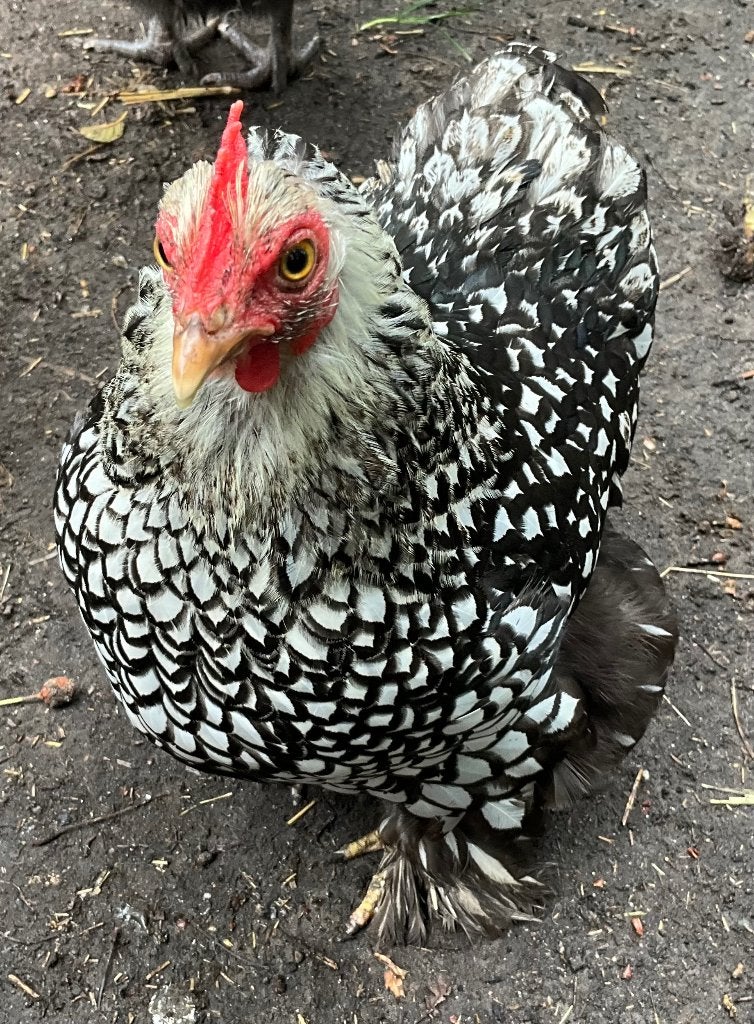 COCHIN KRIEL, Animaux & Accessoires, Volatiles, Femelle, Poule ou poulet