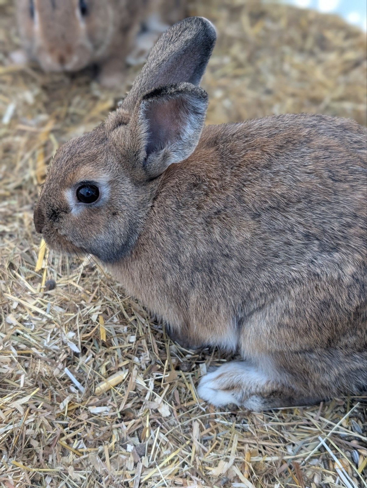 mannelijk konijn, Dieren en Toebehoren, Mannelijk, Klein, 0 tot 2 jaar