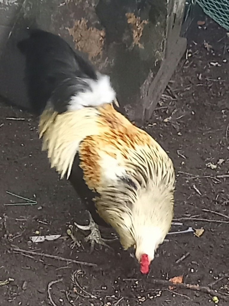 Koppel Araucanas met staart en baard, tarwekleur, Dieren en Toebehoren, Meerdere dieren, Kip