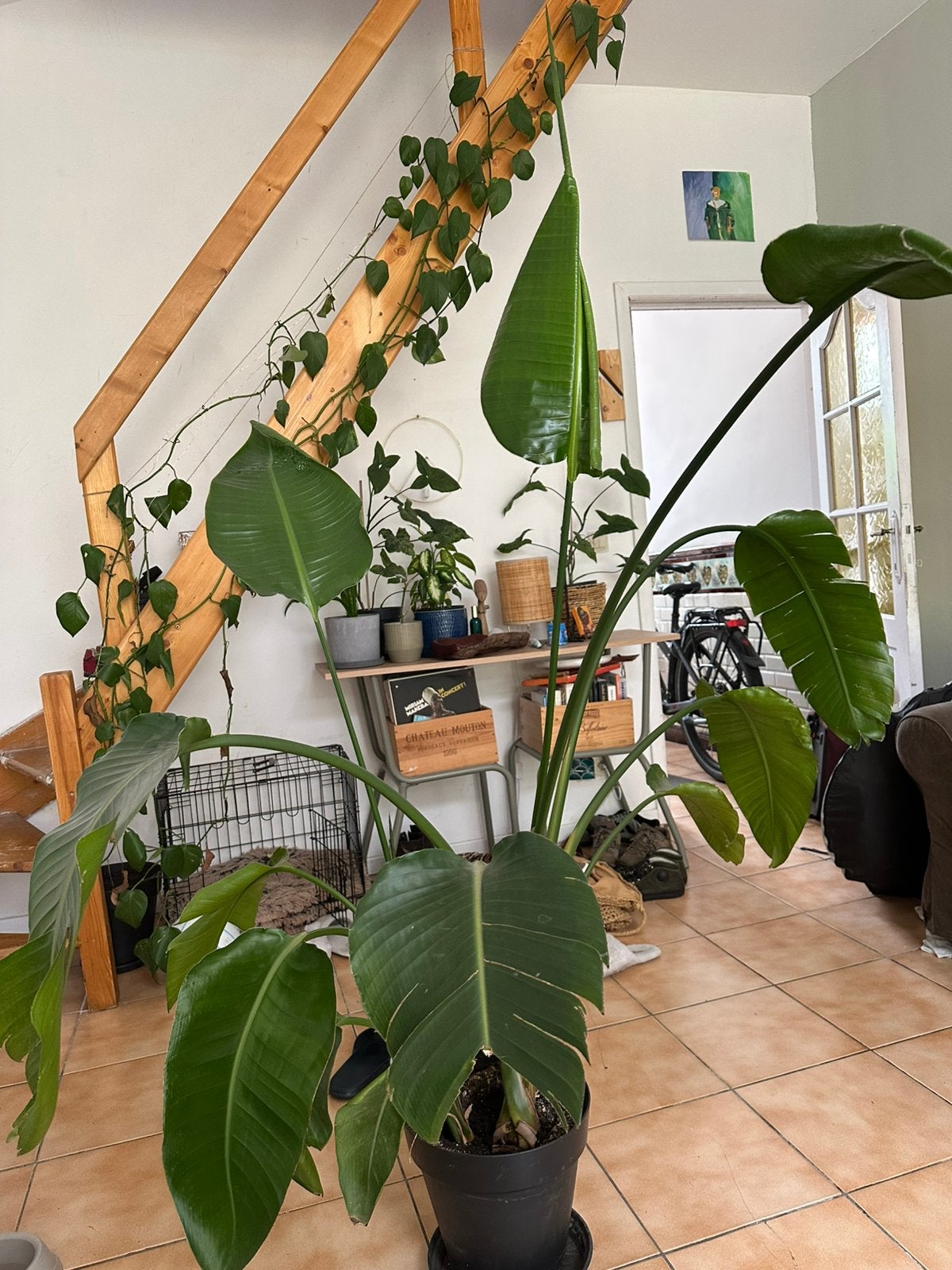 Strelitzia Nicolai - 1,90m, Huis en Inrichting, Kamerplanten, Groene kamerplant, Ophalen, 150 tot 200 cm