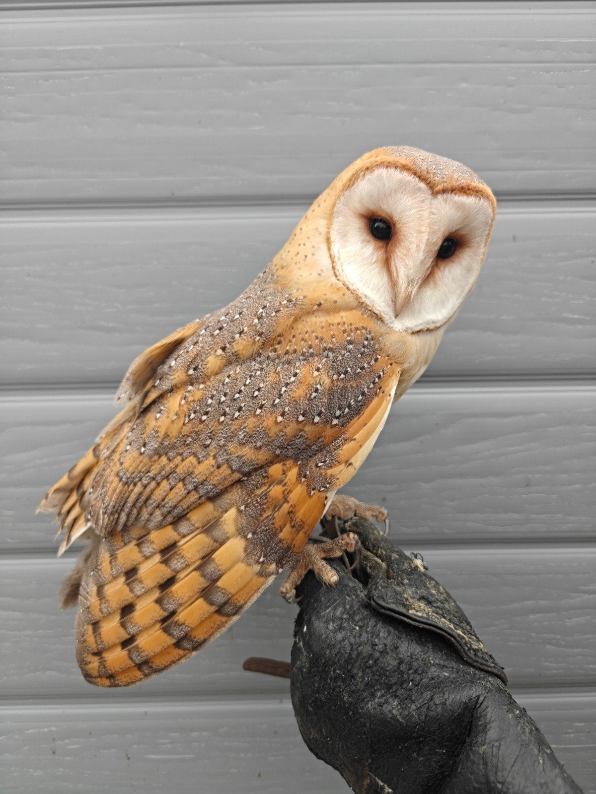 Kerkuil Te Koop, Sexe inconnu, Oiseau de proie, Domestique