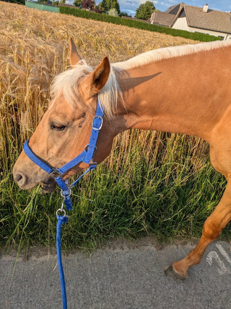 Halve stal, Débourré, Moins de 160 cm, Cheval de récréation, Jument