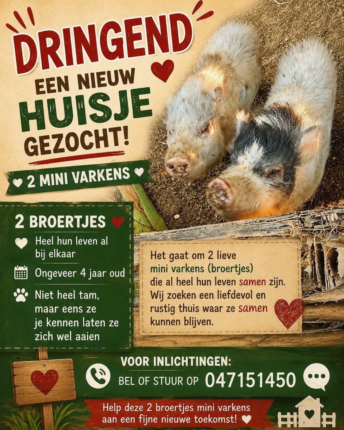 mini varkentjes, Dieren en Toebehoren