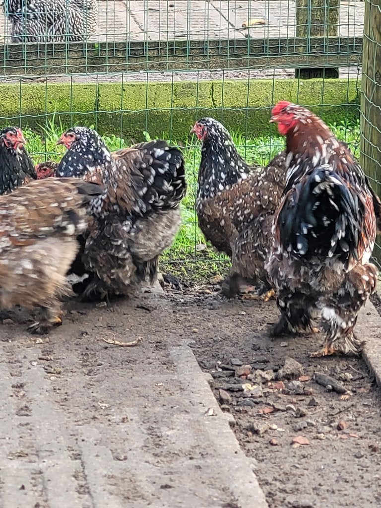2 hennen Brahma porselein, Dieren en Toebehoren, Pluimvee
